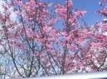 作業ばの桜満開